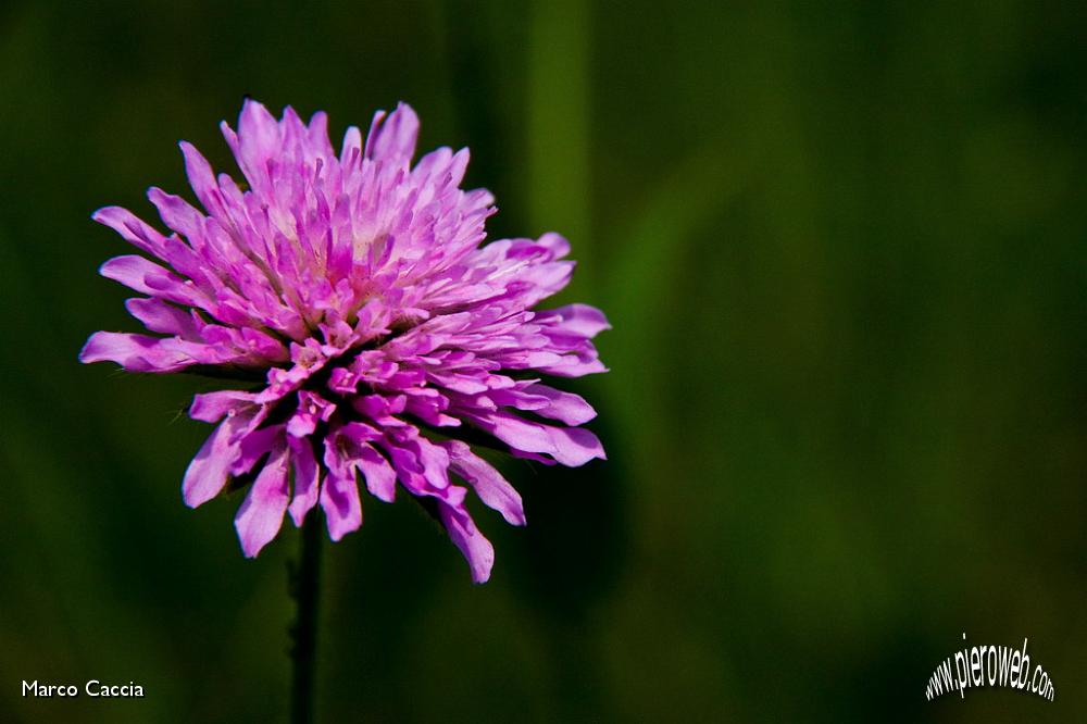 04_Ci rifaremo con le fioriture.jpg